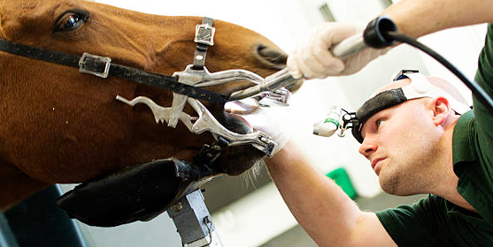 04 veterinary surgicost